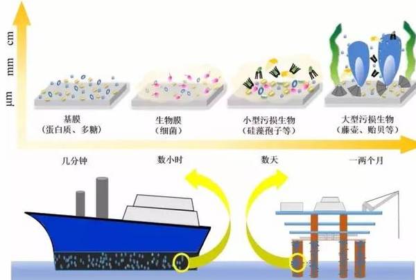 华南理工大学生物降解高分子基海洋防污材料取得系列